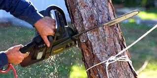 Best Hazardous Tree Removal  in Dland, MI