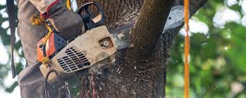 Best Tree Risk Assessment  in Dland, MI