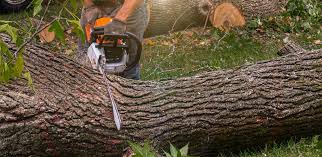 Trusted Midland, MI Tree Services Experts