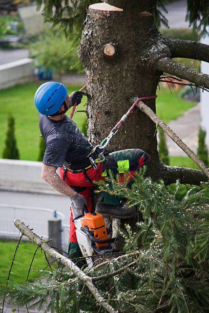 Best Tree Disease Treatment  in Dland, MI