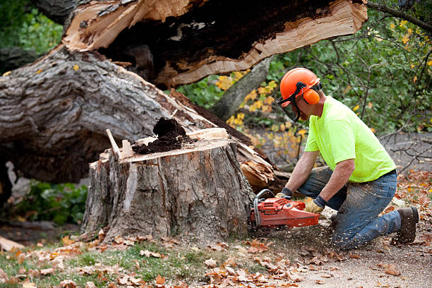 Best Emergency Tree Removal  in Dland, MI