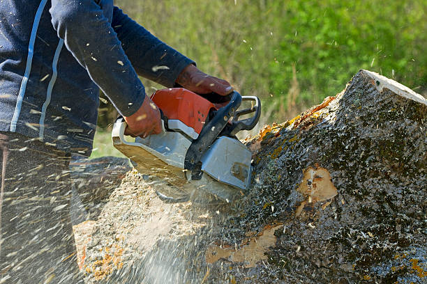 Best Stump Grinding and Removal  in Dland, MI