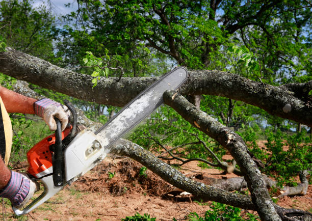 Best Storm Damage Tree Cleanup  in Dland, MI